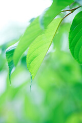 河津桜の若葉