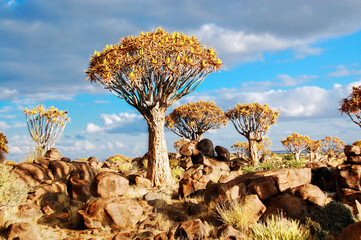 Quiver tree forest, kokerbooms in Namibia, Africa, african landscape
