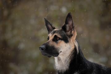 East European Shepherd dog portrait winter boke background forest