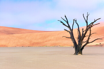 Trees and landscape of Dead Vlei desert, Namibia, South Africa
