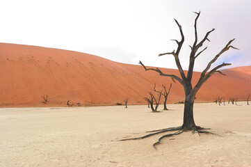 Fototapeta na wymiar Trees and landscape of Dead Vlei desert, Namibia, South Africa 