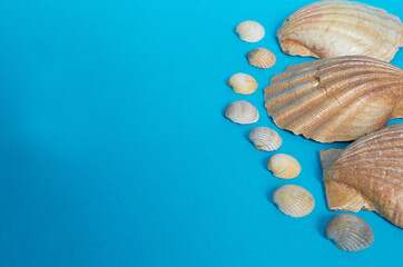 Marine layout. Three large shiny shells and many small shells on a blue background.