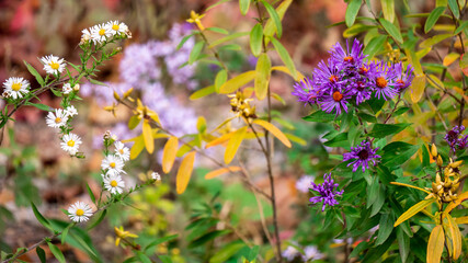flowers in the garden