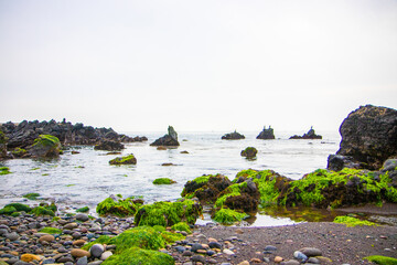 Green algae on sea shore rocks by the beach in South Korea