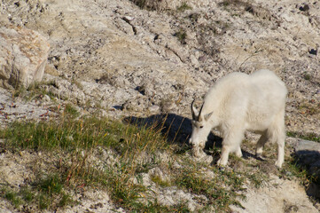 A Mountain Goat Grazing on Rocky Terrain