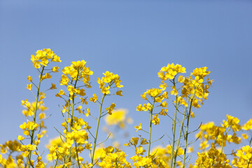 菜の花と青空