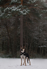 East European Shepherd standing in the winter forest