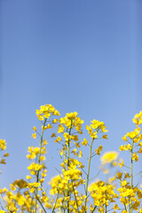 Obraz premium 菜の花と青空