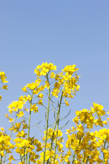 Obraz premium 菜の花と青空