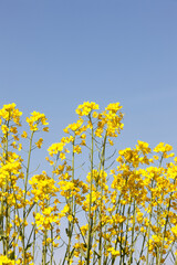 Obraz premium 菜の花と青空