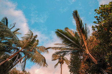 palm trees in Reunion island