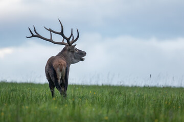 Red deer stag roaring on the horizon. Red deer with large antlers during rutting season. Autumn. Cervus elaphus, wildlife, Slovakia