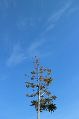 Single tree from below with blue sky background 