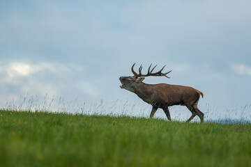 Red deer stag roaring on the horizon. Red deer with large antlers during rutting season. Autumn. Cervus elaphus, wildlife, Slovakia