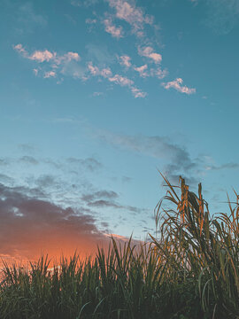 Sunset over Sugar canne, tropical island, Reunion island