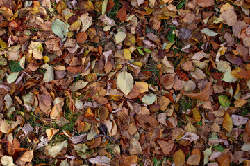 Real natural backround: brown, orange and yellow leaves on the ground. Fall season pattern
