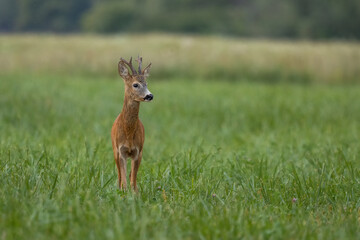 Portrait of roe deer buck. Roe deer buck during matting season. Wildlife. Capreolus capreolus, Slovakia