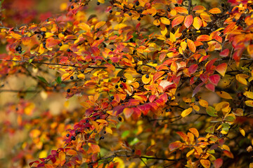 Real autumn backround: Cotoneaster lucidus with berries iluminated by sunlight on a beautiful day. Colorful fall season