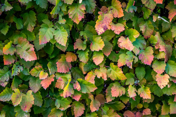 Bright colorful leaves on bushes and trees in the autumn.