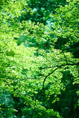 Fototapeta premium 新芽