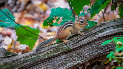 chipmunk