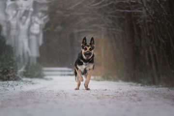 East European Shepherd dog active run in  winter forest 