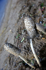 Summer in the forest growth of wild fungus, mushrooms