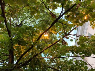 leaves and lamp