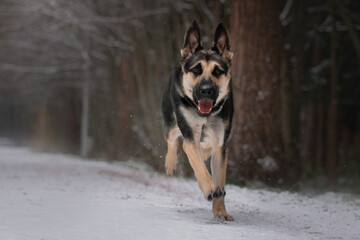 East European Shepherd dog active run in  winter forest 