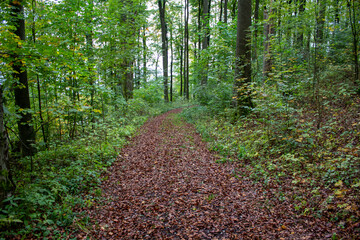 Herbstlaub Waldweg Wald Laub auf Weg