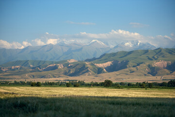 Fresh barley field Kyrgyzstan landscape on a summer day