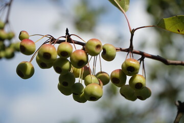 privet hedge with unripe green berries