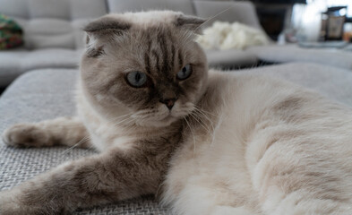 Photo Scottish cat, scottish-fold, white with blue eyes