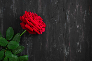 One large red rose on black background