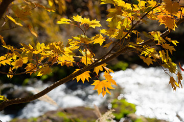 紅葉と川