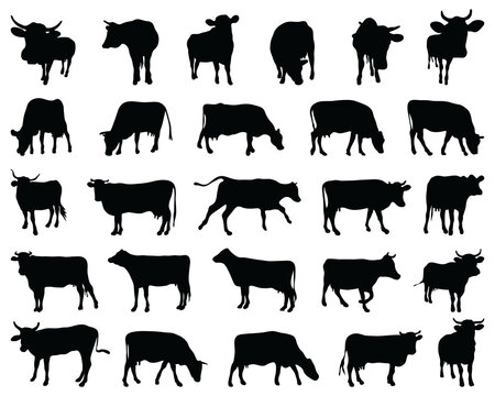 Black silhouettes of cows  collection  on a white background	