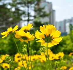 가을 코스모스 꽃 풍경 