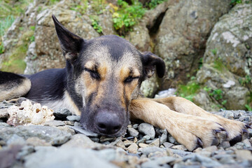 Dog sleeping on pebbles