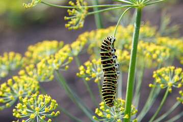 A butterfly caterpillar crawls on a dill bush.