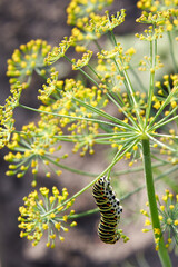 A butterfly caterpillar crawls on a dill bush.