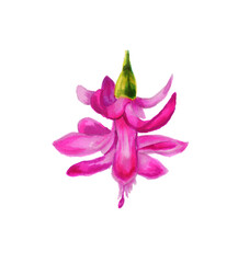 Watercolor illustration of a Christmas cactus. Hand-drawn drawing with a pink Schlumberger flower on a white background. Zygocactus. Brazilian Christmas. Flower Of Schlumbergera.  Decembrist Plant