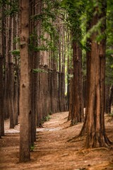 Fototapeta premium Trough the forest