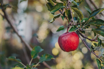 Organic apples hanging from a tree branch in an apple orchard