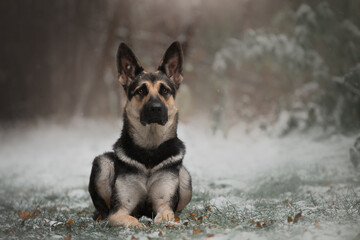 East European Shepherd dog lies winter in the forest bokeh background