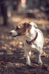 Portrait profile purebred dog jack russell terrier autumn city park.