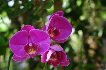 purple orchid flower
