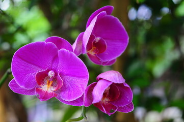 purple orchid in the garden