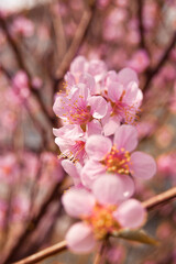 Fototapeta premium pink cherry blossom