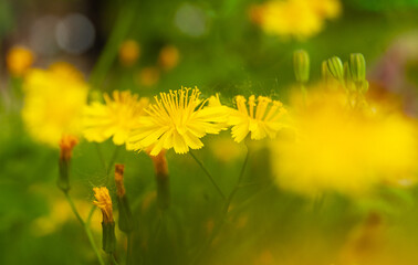 yellow dandelions in the grass