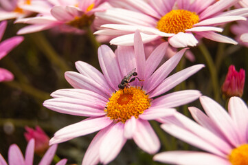 Obraz premium pink daisy flower and a bee.